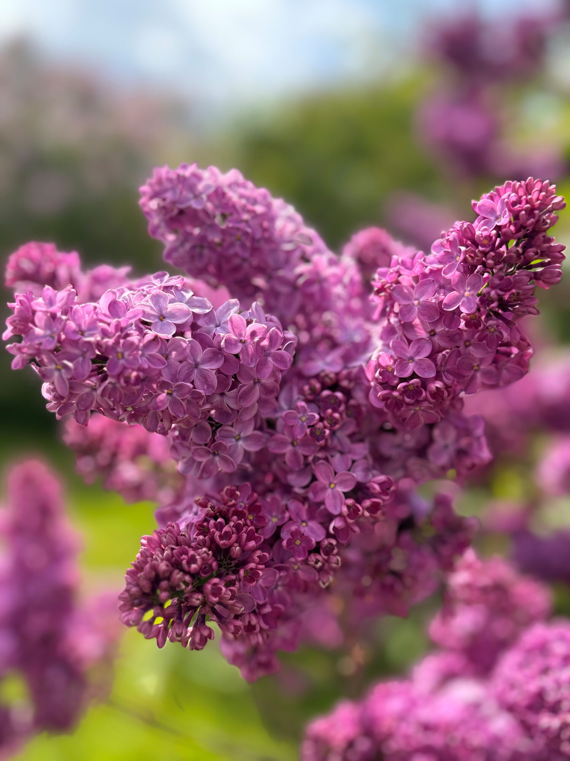 Close-up of purple lilac blossoms in full bloom against green foliage