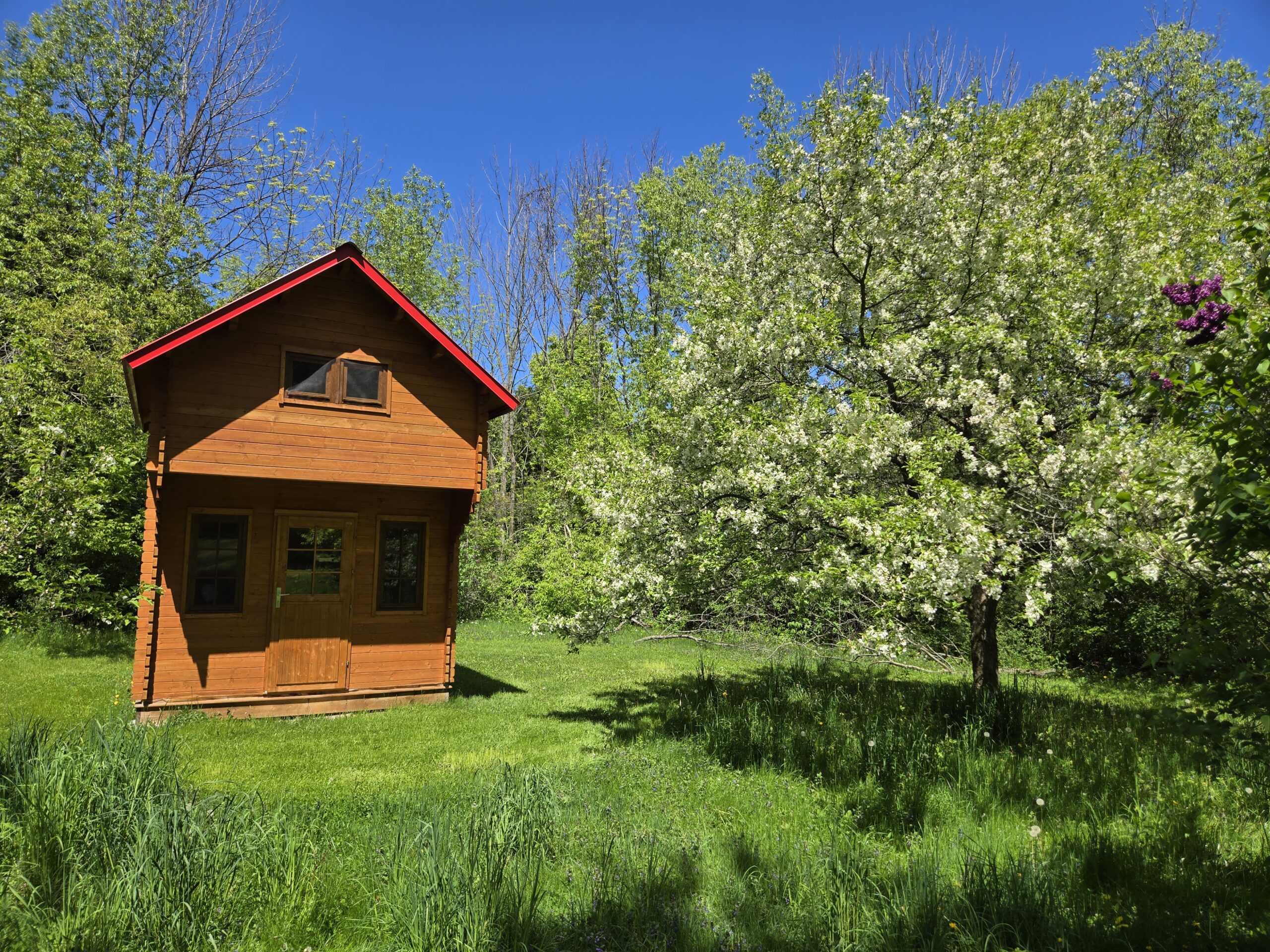 Small wooden cabin with red roof beside flowering tree in spring meadow