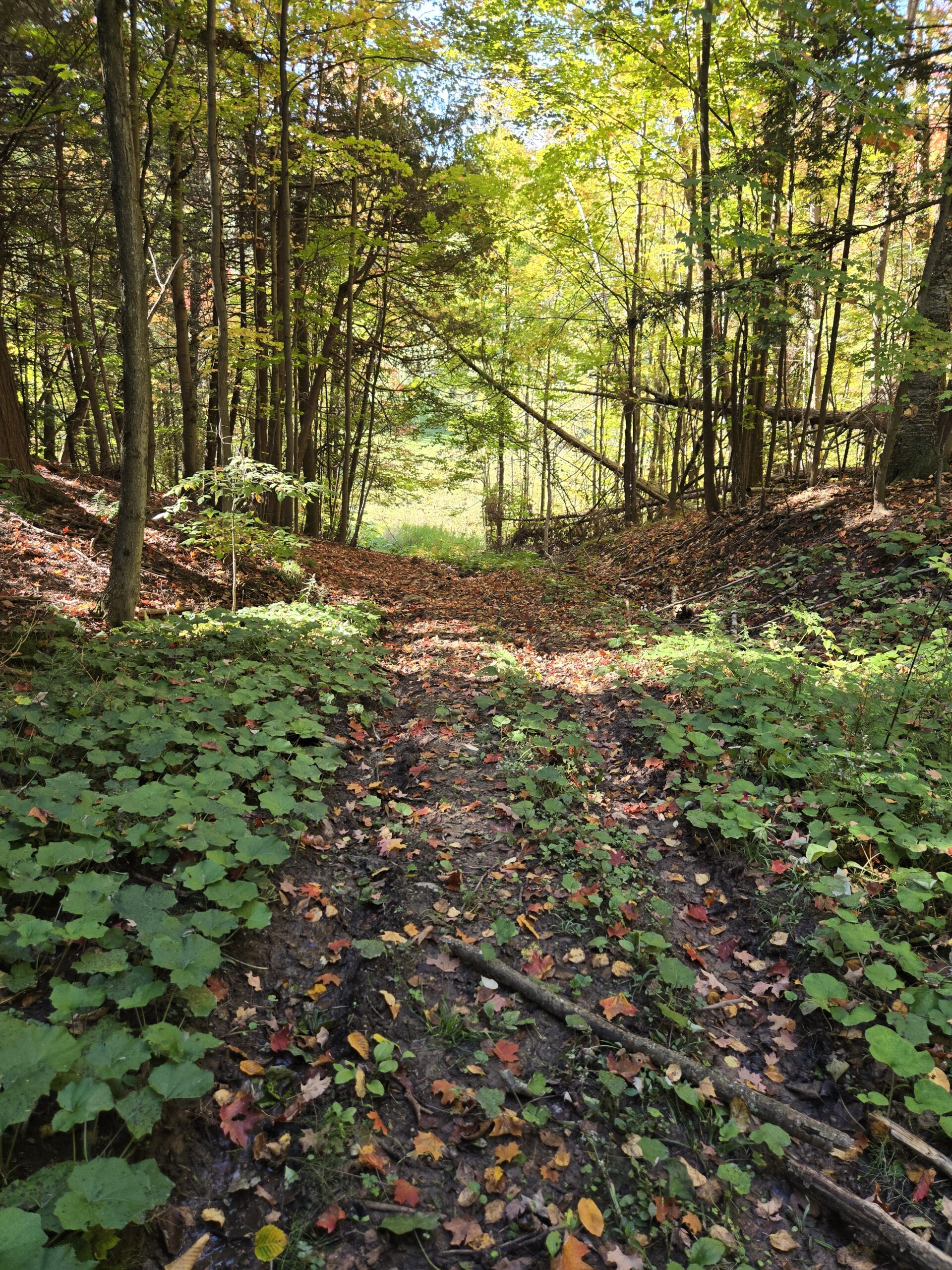 Leaf-strewn forest trail winding through green undergrowth in autumn
