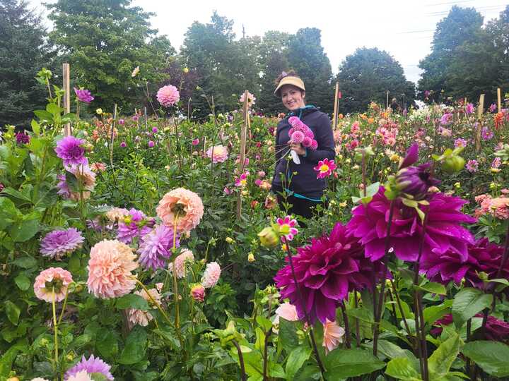 Woman in a field of blooming dahlias holding a bundle of pink flowers