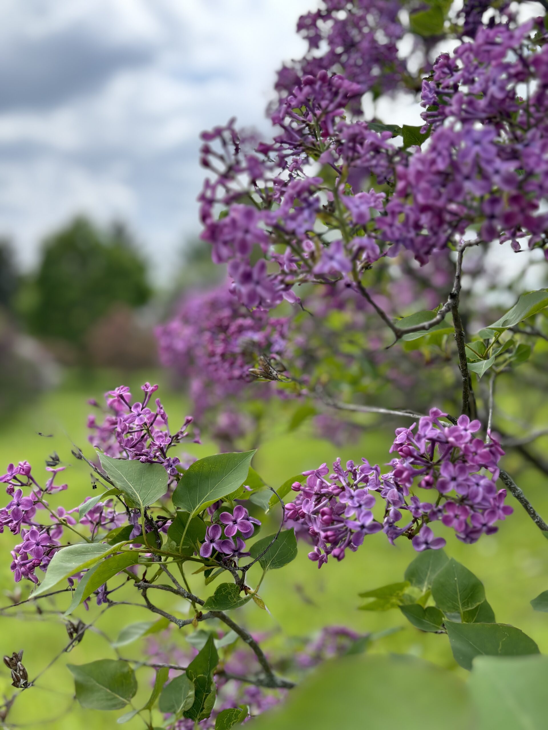 Close-up of purple lilac blossoms and green leaves at the lilac festival
