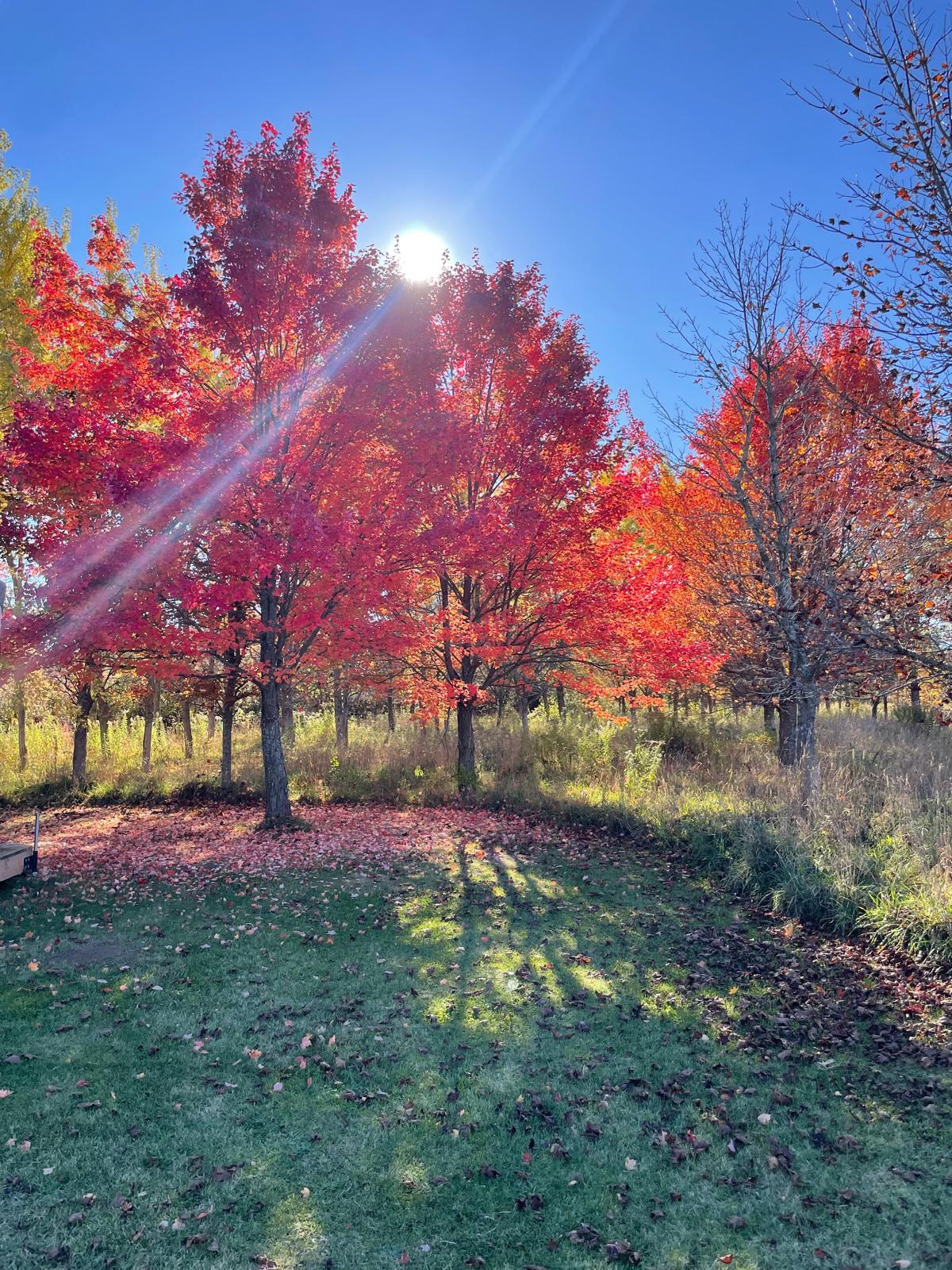 Brilliant red maple trees glowing in the sun on a fall morning
