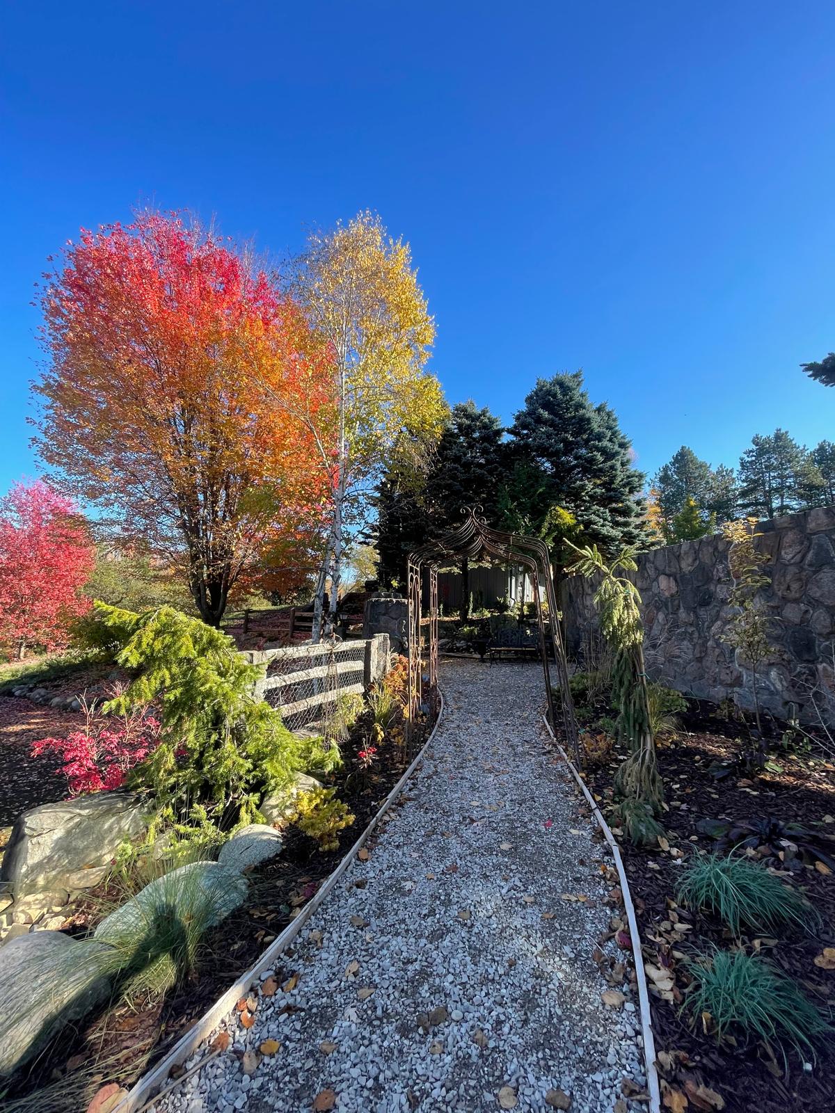 White gravel walkway through fall gardens toward a metal arbour