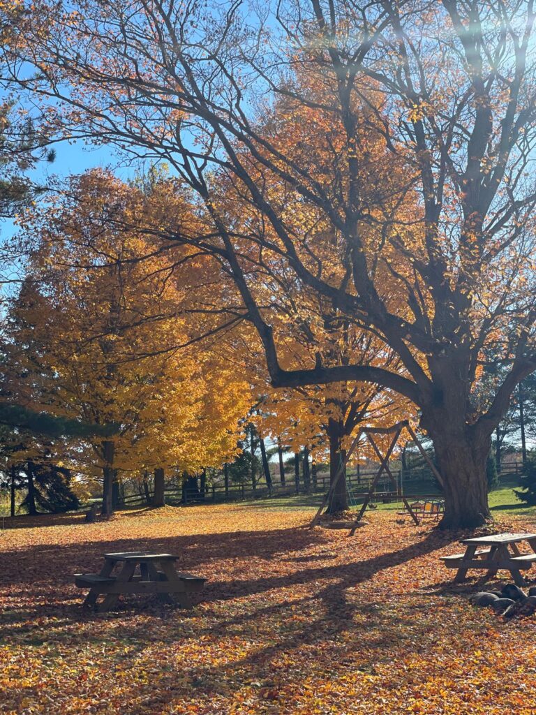 Golden autumn trees and picnic tables over a leaf-covered lawn with swing set